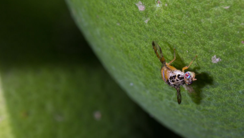 mosca|Sense títol|istockphoto-1050807028-1024x1024|istockphoto-2183244448-1024x1024